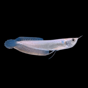 Silver Arowana Osteoglossum Bicirrhosum 10cm