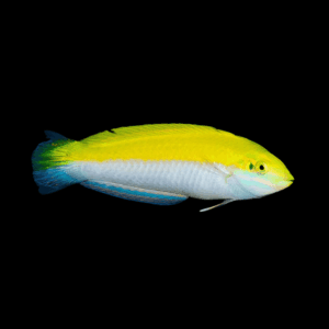 Silver Belly Banana Wrasse Halichoeres Leucoxanthus