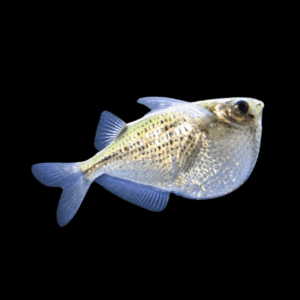 Silver Hatchet Fish Gasteropelecus Sternicla 4cm