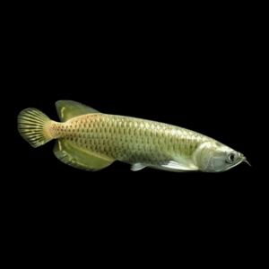 Silver Jardini Pearl Arowana Scleropages Jardini 15cm