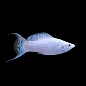 Silver Lyretail Molly Poecilia Sphenops 3cm
