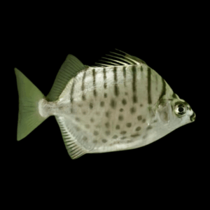 Silver Scat Selenotoca Multifasciata 4cm