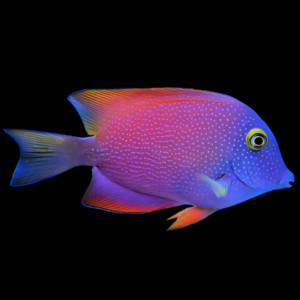 Silver Spot Tang Ctenochaetus Truncatus