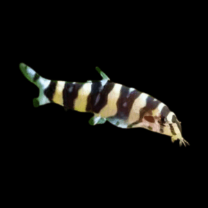 Silver Striped Loach Botia Histrionica 4cm