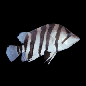 Silver Tiger Datnoid Tiger Fish Datnioides Polota 5cm