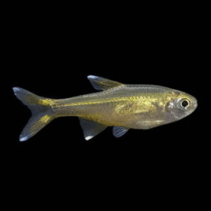 Silver Tip Tetra Hasemania Nana 2cm