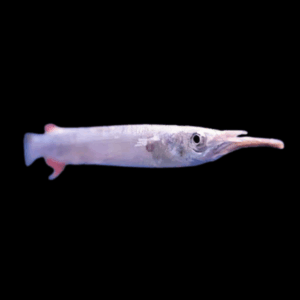 Silver Wrestling Halfbeak Dermogenys Pusilla 3cm