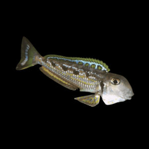 Singularis Xenotilapia Enantiopus Ochrogenys Kekese 8cm