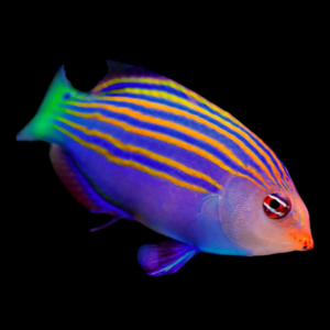 Six Line Wrasse Pseudocheilinus Hexataenia