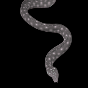 Skeletor Eel Echidna Xanthospilos