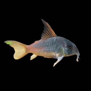 Slate Corydoras Concolor 4cm Catfish