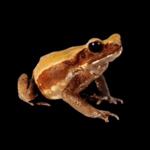 Smooth Sided Toad Rhaebo Guttatus 5cm