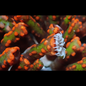 Snake Coral Polyp Lsaurus Sp