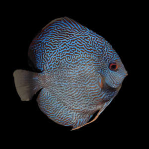Snakeskin Fine Line Discus