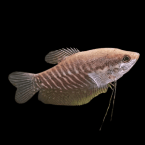 Snakeskin Gourami Trichopodus Pectorali 5cm