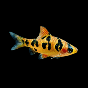 Snakeskin Rhombo Barb Systomus Rhomboocellatus 3cm