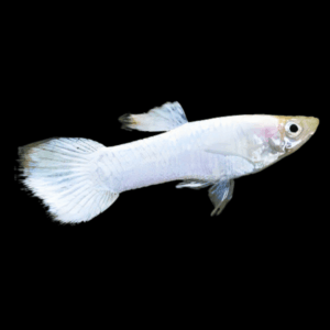 Snow White Male Guppy Poecilia Reticulata 3cm