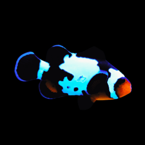 Snowflake Clownfish Amphiprion Ocellaris