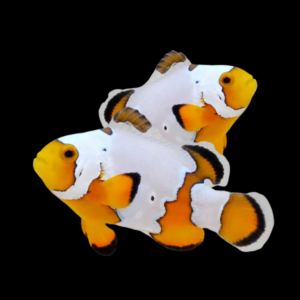 Snowflake Clownfish Amphiprion Ocellaris Pair