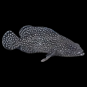 Snowflake Grouper Epinephelus Caeruleopunctatus