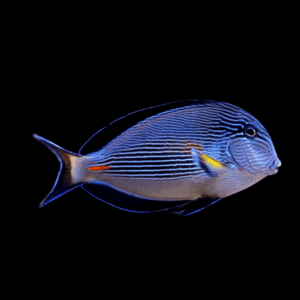 Sohal Tang Acanthurus Sohal