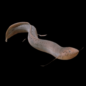 South American Lungfish Lepidosiren Paradoxus 20cm