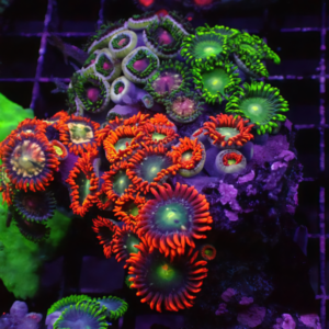 South Pacific Coloured Coral Polyp Zoanthus Sp