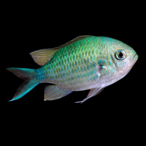 South Pacific Green Chromis Chromis Viridis