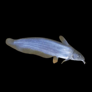 Southern Tandan Catfish Neosilurus Equinus 20cm