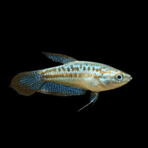 Sparkling Gourami Trichopsis Pumila 2cm