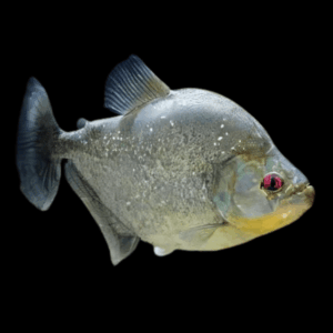 Speckled Spilo Piranha Serrasalmus Spilopleura Tapojos 10cm