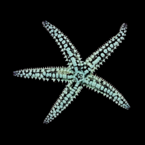 Spikey Starfish Gomophia Sp