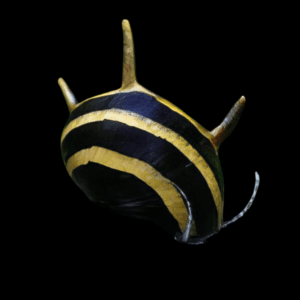 Spiky Antler Snail Clithon Diadema 2cm