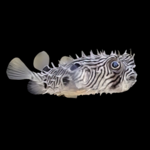 Spiny Boxfish Chilomycterus Schoepfii