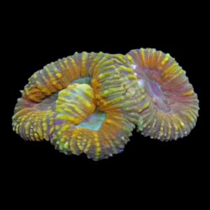 Spiny Brain Coral Cultured Hard Coral Lobophyllia Sp