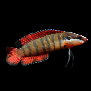 Spiny Finned Basslet Belonepterygion Fasciolatum