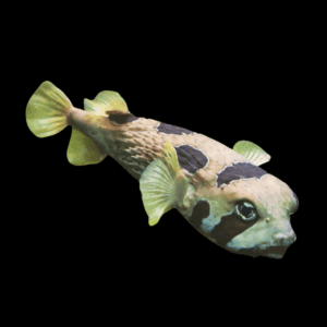 Spiny Porcupine Pufferfish Diodon Holocanthus