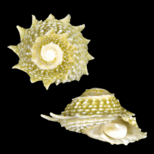 Spiny Turbo Snail Astraea Phoebia