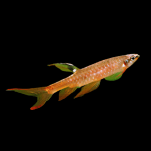 Splash Tetra Copella Arnoldi 3cm