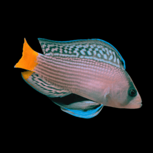 Splendid Gramma Dottyback Manonichthys Splendens