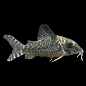 Spotback Corydoras Blochi 3cm Catfish