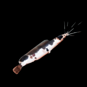 Spotted Albino Clarias Batrachus 5cm
