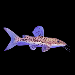 Spotted Catfish Hybrid Tiger Shovelnose Catfish x Achara Catfish 10cm