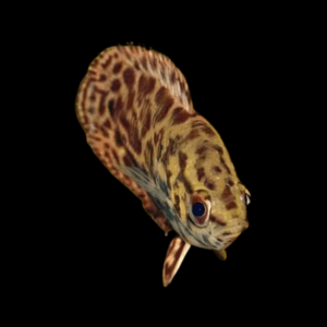 Spotted Climbing Perch Leopard Bush Fish Ctenopoma Acutirostre 3cm