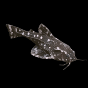 Spotted Dora Talking Catfish Agamyxis Pectinifrons 5cm