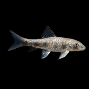 Spotted Garra Doctor Fish Loach Garra Spilota 5cm