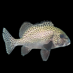 Spotted Grunt Sweetlips Plectorhinchus Chaetodonoides