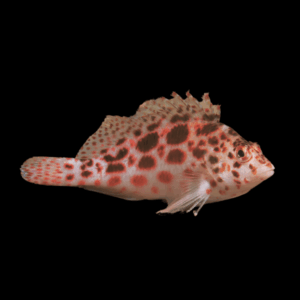 Spotted Hawk Fish Cirrhitichthys Oxycephalus