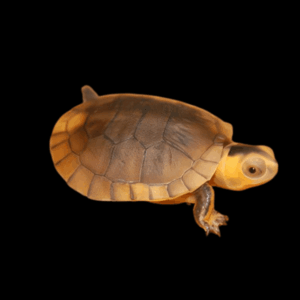 Spotted Legged Turtle Rhinoclemmys Punctularia 20cm