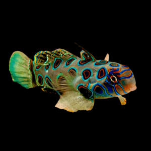 Spotted Mandarin Dragonette Synchiropus Picturatus